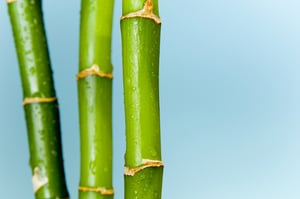 Lucky bamboo with blue background.