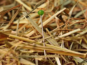needle-in-a-haystack-1752846_1920.jpg